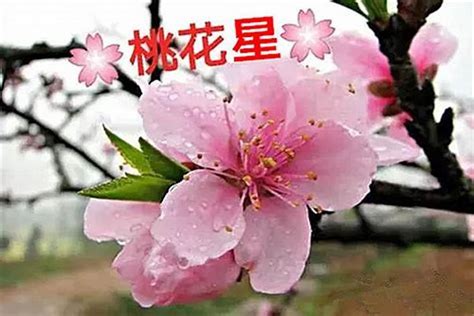 八字如何看桃花|八字桃花算法 (八字中18种桃花查法)